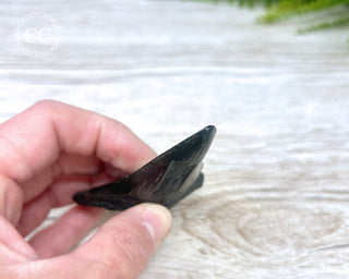 Black Megalodon Tooth #7