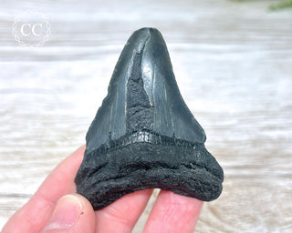 Black Megalodon Tooth #8