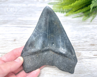 Black Megalodon Tooth #5