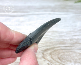 Black Megalodon Tooth #8