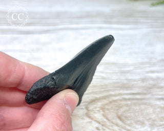 Black Megalodon Tooth #8