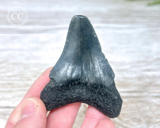 Black Megalodon Tooth #8