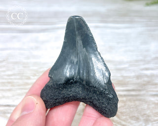 Black Megalodon Tooth #8