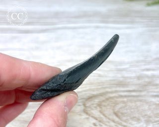 Black Megalodon Tooth #8