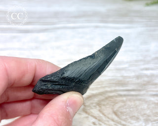 Black Megalodon Tooth #8