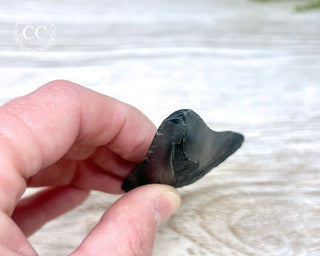 Black Megalodon Tooth #8