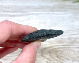 Black Megalodon Tooth #8