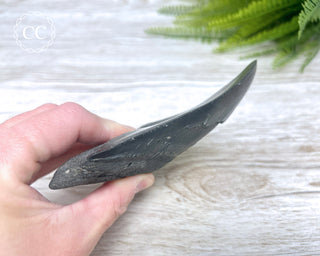 Black Megalodon Tooth #5