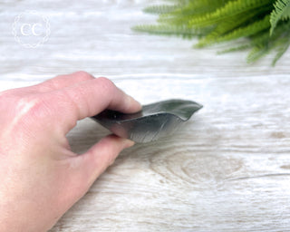 Black Megalodon Tooth #5