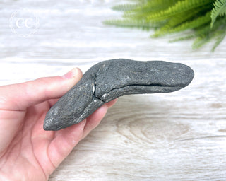 Black Megalodon Tooth #5