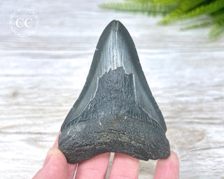 Black Megalodon Tooth #6