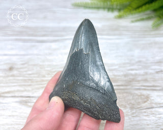 Black Megalodon Tooth #6