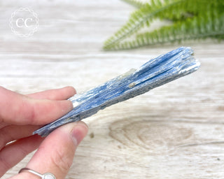 Blue Kyanite Crystal #4