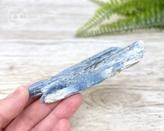 Blue Kyanite Crystal #4