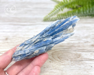 Blue Kyanite Crystal #5