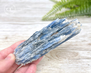 Blue Kyanite Crystal #5