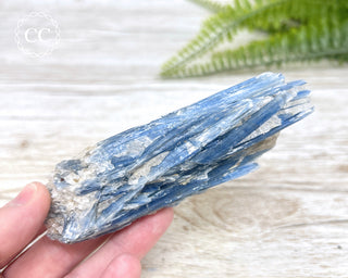 Blue Kyanite Crystal #5