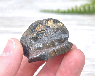 Botryoidal Hematite Specimen #3