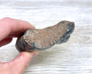 Botryoidal Hematite Specimen #3