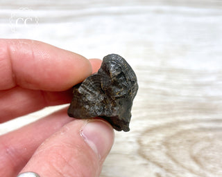 Botryoidal Hematite Specimen #5