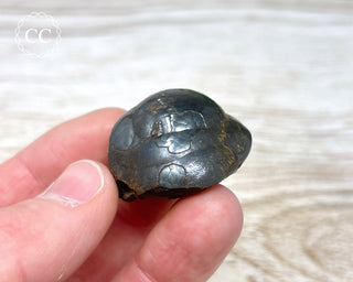 Botryoidal Hematite Specimen #7