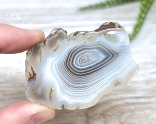 Botswana Agate Slice #3