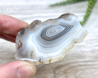 Botswana Agate Slice #3