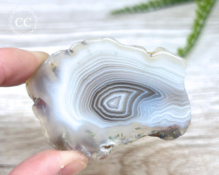 Botswana Agate Slice #3