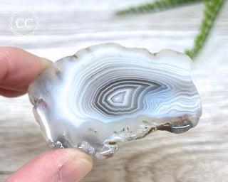 Botswana Agate Slice #3
