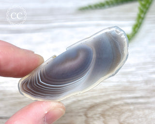 Botswana Agate Slice #4
