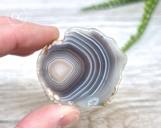 Botswana Agate Slice #5