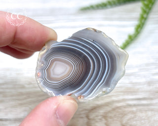 Botswana Agate Slice #5
