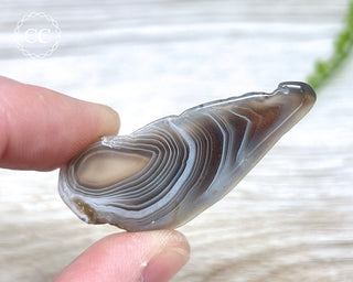 Botswana Agate Slice #9