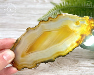 Brazilian Agate Slice #17