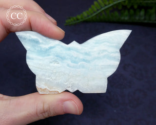 Caribbean Calcite Butterfly #7