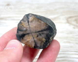 Chiastolite Specimen #6