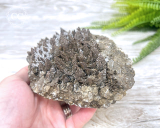 Chocolate Dogtooth Calcite #1