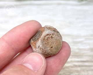 Chocolate Opal - Ethiopia #2