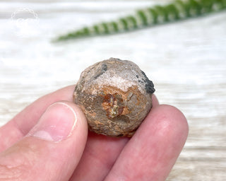 Chocolate Opal - Ethiopia #4
