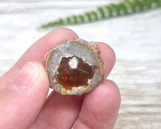 Chocolate Opal - Ethiopia #5