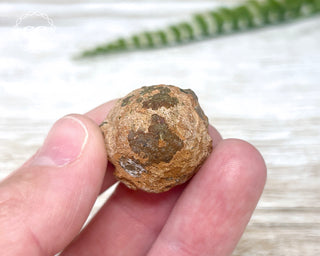 Chocolate Opal - Ethiopia #5