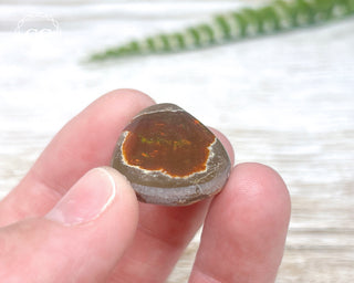 Chocolate Opal - Ethiopia #7