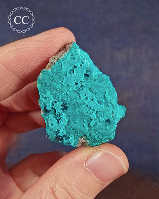 A hand holding a Chrysocolla specimen from Tyrone, New Mexico, USA