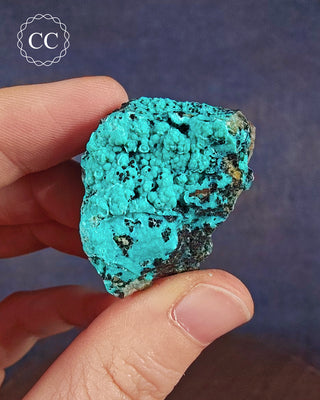 A hand holding a Chrysocolla specimen from Tyrone, New Mexico, USA