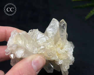 Clear Quartz Cluster #5