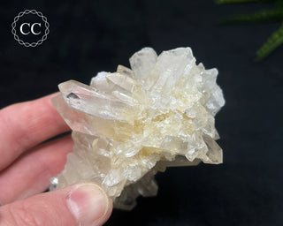 Clear Quartz Cluster #5