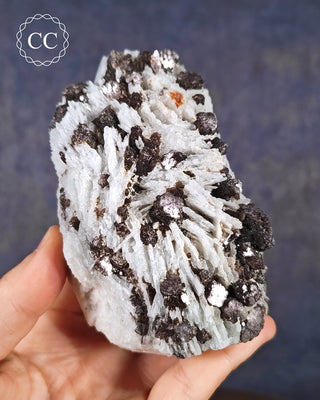 A hand holding a bladed specimen of pale Cleavelandite with dark purple - black Lepidolite crystal stacks from Brazil