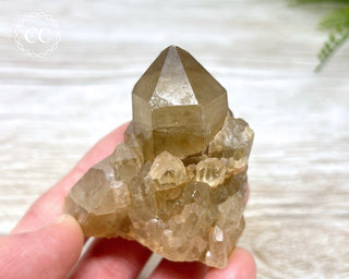 Congo Citrine #8