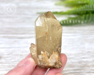 Congo Citrine #12