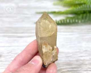 Congo Citrine #12